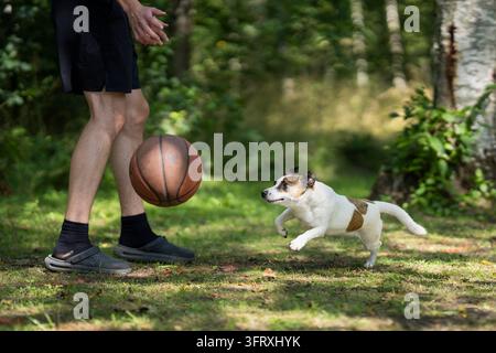 Un Jack Russell Terrier che gioca con una palla da basket accanto a una persona in un ambiente boscoso all'aperto. Il piccolo cane energico salta verso la palla che rimbalza. Foto Stock