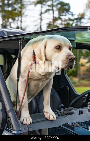 Felice cane da caccia Labrador giallo che guarda attraverso il parabrezza aperto di un veicolo utilitario per la caccia, Rottal Lodge, Angus, Scozia, Regno Unito Foto Stock