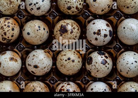 Uova di quaglia in scatola di plastica sfondo a tutto campo di cibo organico. Piccole uova di quaglia maculate disposte a file. Sfondo di uova fresche biologiche di fattoria per drogheria Foto Stock