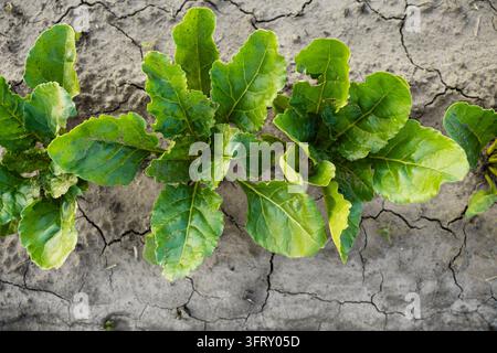 Piante di barbabietola da zucchero che crescono in un terreno secco e crepato, simboleggiando la siccità, l'impatto dei cambiamenti climatici e la lotta delle colture Foto Stock