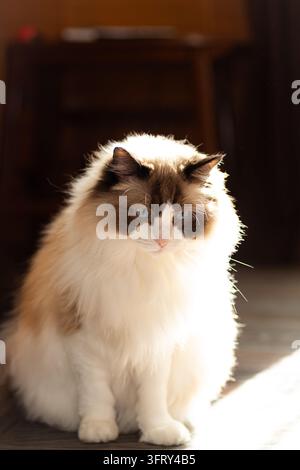 soffice gatto domestico ragdoll che si rilassa in una casa accogliente. Foto Stock