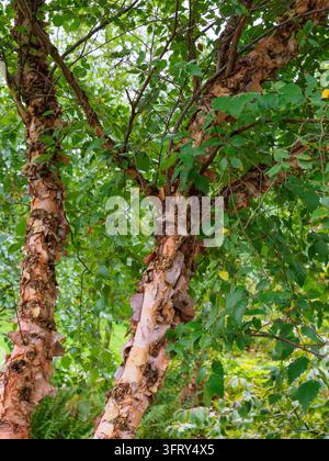 Betula nigra, la betulla nera, betulla fluviale o betulla d'acqua Foto Stock