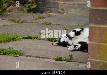 gatto vicino al muro Foto Stock
