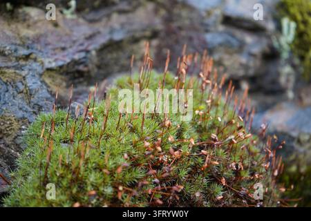 Colpo macro di un cuscino di muschio verde con abbondanti capsule di spore verticali che crescono su una roccia Foto Stock