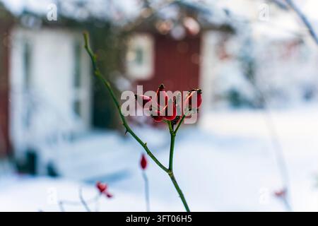 Le bacche di rosa canina sono bacche salutari. sullo sfondo casa rossa con decorazioni bianche. Bokeh. Chiarezza parziale. Foto Stock