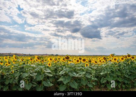 Campo di girasoli gialli brillanti che fioriscono sotto un cielo azzurro con soffici nuvole bianche Foto Stock