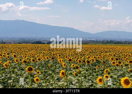 Paesaggio estivo pittoresco con dolci colline e luminose piantagioni di girasoli. Foto Stock