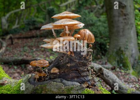 Funghi di porcellana / funghi di porcellana (Oudemansiella mucida) bianchi, funghi marcescenti vischiosi che crescono su un tronco di faggio marcescente nella foresta in autunno Foto Stock