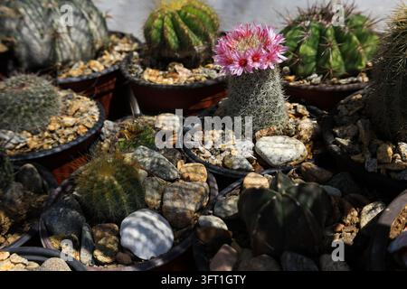 Vista di un cactus Mammillaria in fiore in un vaso circondato da vari altri cactus e pietre decorative a San Jose del Cabo, Baja California Sur, Mex Foto Stock