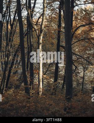 Vista di una foresta autunnale con foglie dorate e luce del sole che filtra tra gli alberi nella Voivodina della Piccola Polonia, Polonia. Foto Stock
