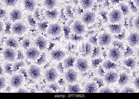 Modello floreale senza cuciture di fiori di crisantemo viola e bianco. Sfondo botanico decorativo per il design tessile, la carta da parati e le stampe floreali. Foto Stock