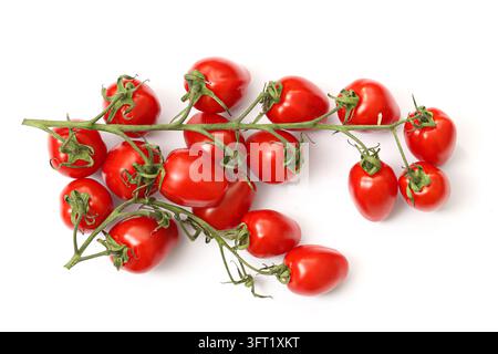 Fresche pomodorini rossi su vite verde isolati su sfondo bianco. Composizione alimentare vegetale per un'alimentazione sana, prodotti biologici e raccolto estivo Foto Stock