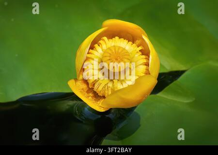 Fiore di ninfea gialla (Nuphar lutea) visto dall'alto in primo piano Foto Stock