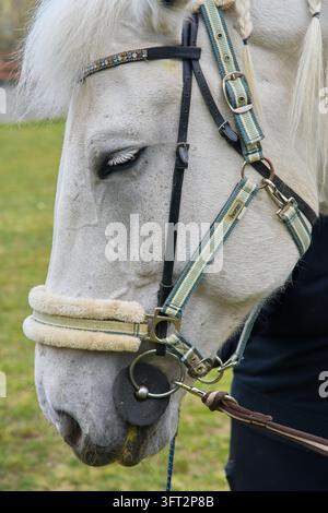 Una fotografia di ritratto equino che mostra un primo piano dettagliato di un cavallo all'aperto in un recinto, circondato da luce naturale e un ambiente rurale di fattoria. Foto Stock