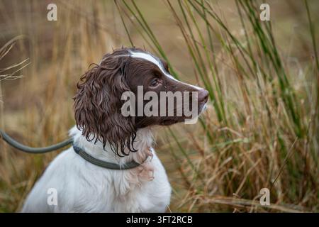 Fegato e English Springer Spaniel bianco utilizzato per raccogliere la selvaggina tra le fasi in una prova sul campo in Scozia, Regno Unito Foto Stock