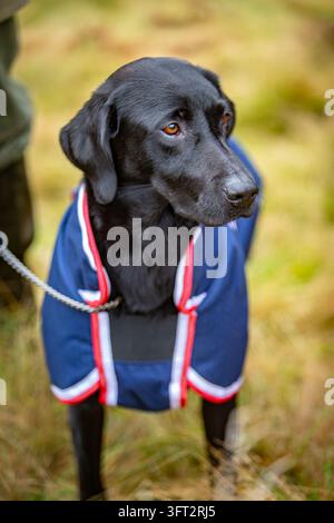 Labrador retriever vigile, cani da caccia che osservano attentamente durante una prova sul campo in Scozia, Regno Unito Foto Stock
