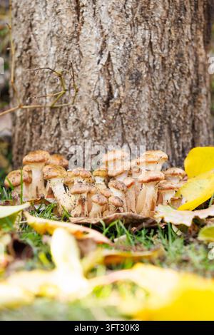 Funghi nell'erba del bosco con foglie gialle. Gruppo di funghi commestibili circondati da foglie gialle cadute sotto un albero. La luce naturale calda crea co Foto Stock