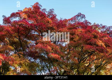 Foglie autunnali rosse, arancioni e gialle riempiono una chioma ad ampio raggio, con rami scuri che si stagliano contro un cielo blu chiaro, arboreto di Westonbirt Foto Stock