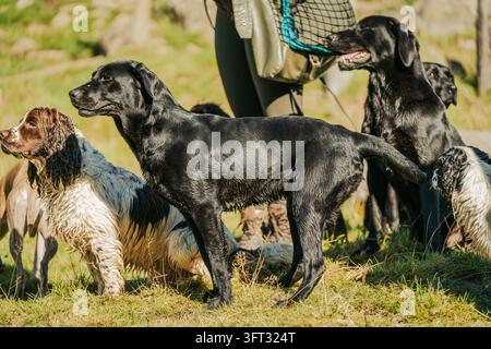 Squadra di cani da caccia Labrador e Springer Spaniel bagnati in attesa con il loro raccattatore durante una caccia a spinta nelle Scottish Borders, Regno Unito Foto Stock