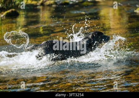 Labrador nero cane da caccia che si lancia attraverso un fiume illuminato dal sole in uno spruzzo durante una caccia a trascinamento nelle Borders scozzesi, Regno Unito Foto Stock