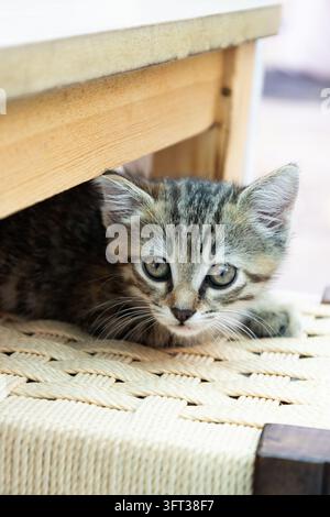 Un gattino tigrato curioso che si nasconde sotto mobili di legno su una superficie tessuta, guardando di lato alla luce naturale soffusa. Foto Stock