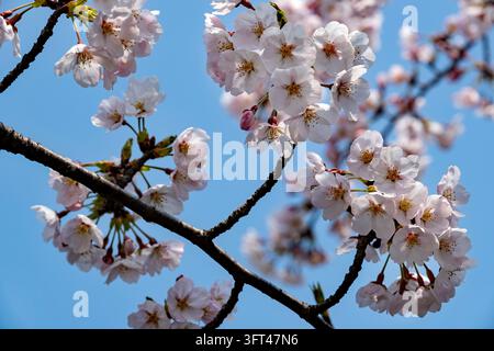 Sakura Somei-yoshino (桜) fiori di ciliegio in piena fioritura che creano un'immagine estetica, concettuale, astratta o di sfondo del Giappone. Foto Stock