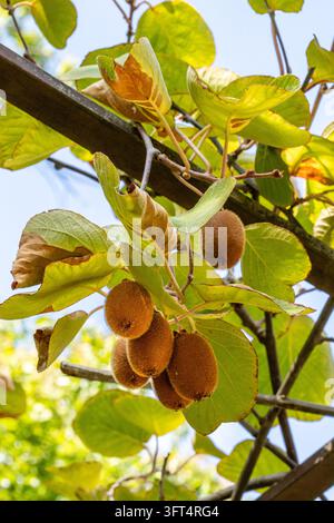Primo piano di frutti di kiwi che crescono su un albero di kiwi con alberi verdi rigogliosi nel giardino biologico Foto Stock