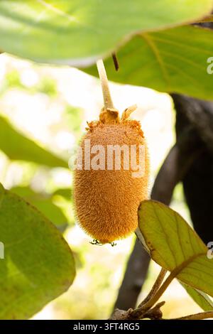 Primo piano di frutti di kiwi che crescono su un albero di kiwi con alberi verdi rigogliosi nel giardino biologico Foto Stock