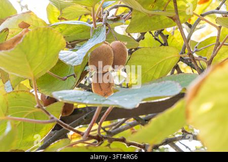 Primo piano di frutti di kiwi che crescono su un albero di kiwi con alberi verdi rigogliosi nel giardino biologico Foto Stock