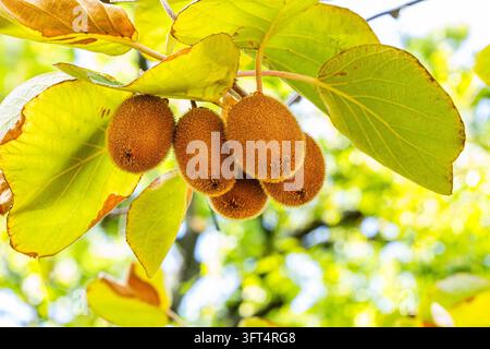 Primo piano di frutti di kiwi che crescono su un albero di kiwi con alberi verdi rigogliosi nel giardino biologico Foto Stock