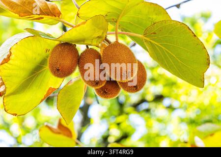 Primo piano di frutti di kiwi che crescono su un albero di kiwi con alberi verdi rigogliosi nel giardino biologico Foto Stock