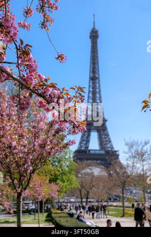 3 aprile 2025, Parigi, Francia. Torre Eiffel che si erge dietro i fiori di ciliegio rosa, stagione primaverile di Parigi, skyline iconica di Parigi, concetto di viaggio e turismo, r Foto Stock