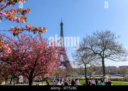 3 aprile 2025, Parigi, Francia. Torre Eiffel circondata da fiori di ciliegio in fiore, stagione primaverile a Parigi, punto di riferimento iconico, sfondo turistico, Europa Foto Stock
