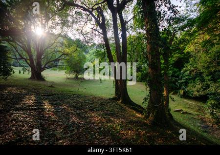La luce del sole filtra attraverso gli alberi alti. L'erba verde ammorbidisce la terra sottostante Foto Stock