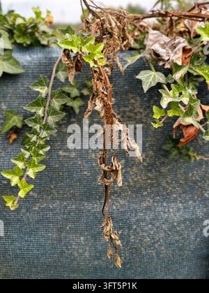Vista ravvicinata di una vite di edera che mostra foglie verdi fresche mescolate a fogliame essiccato e arricciato, che cade su uno schermo da giardino strutturato con sfondo sfocato, suggerisce Foto Stock