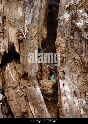 Vista ravvicinata di corteccia d'albero erosa e legno marcio coperto di terra, fili di ragnatela e piccoli detriti, che mostra decadimento organico, texture e dettagli naturali Foto Stock