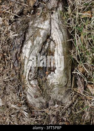 Vista ravvicinata di una radice di albero invecchiata che mostra legno chiaro screpolato, corteccia scura, muschio ed erba secca intrecciata, creando una texture naturale ruvida con toni terrosi per Foto Stock