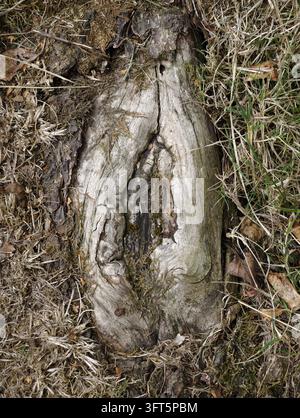 Vista ravvicinata di un ceppo d'albero consumato che giace nell'erba secca, muschio e terreno ruvido, con corteccia screpolata, legno pallido e decadimento naturale. Texture rustica del bosco Foto Stock