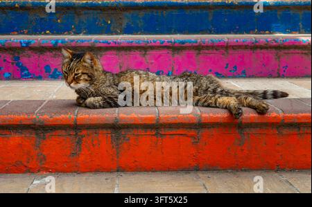 Un grazioso gatto tigrato marrone giace pacificamente su scale arancioni, rosa e blu durante una giornata soleggiata nella città storica di Istanbul, Turchia, mostrando l'urbano Foto Stock