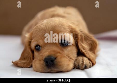 Animale domestico; cucciolo di English Cocker Spaniel che dorme al chiuso Foto Stock