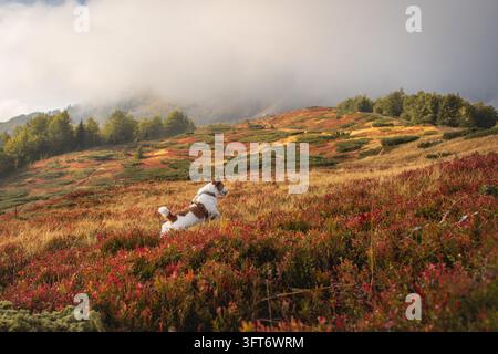 Jack Russell Terrier che corre su un terreno montuoso colorato in Montenegro in autunno. Foto di alta qualità Foto Stock