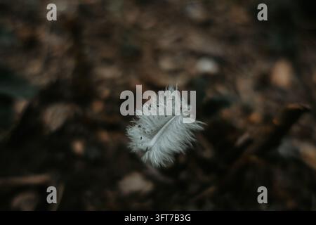 Colpo macro di una minuscola e delicata piuma bianca che giace su terreno scuro e terroso in una foresta. Il contrasto drammatico tra la texture di una piuma di pura bianchezza Foto Stock