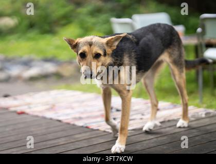 Cane meticcio con pelo marrone chiaro e nero, zampe bianche e orecchie attente in piedi su un terrazzo di legno. Il cane amichevole guarda direttamente la fotocamera. Foto Stock
