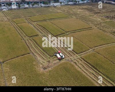Vista aerea di una mietitrebbia che raccoglie riso in un grande campo a Pakisaji, Giava Orientale, Indonesia Foto Stock