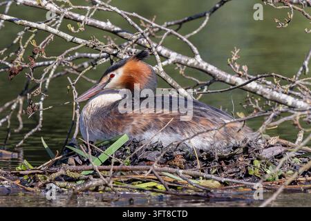 Gallinule dal collare seduto su un nido galleggiante. Foto Stock