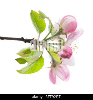 Fioritura di mele primaverile isolata su sfondo bianco. Ramo di melo fiorito con fiori rosa e bianchi e foglie verdi. Tracciato di ritaglio. Foto Stock