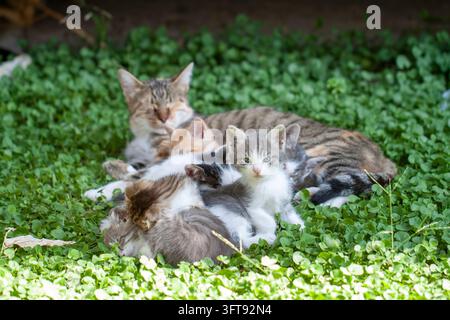 Gatta madre tigrata sdraiata con i suoi adorabili gattini neonati sull'erba di trifoglio verde all'aperto Foto Stock