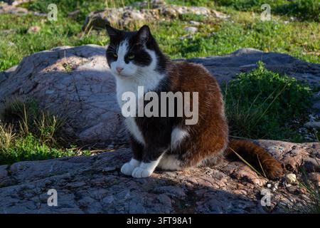 Gatto bianco e nero che riposa su un terreno roccioso all'ombra Foto Stock