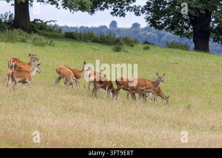 Un branco di cervi rossi (Cervus elaphus) pasce e si trova su un pendio erboso sotto alberi maturi, con una foresta lontana sullo sfondo. Foto Stock