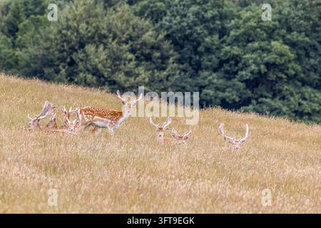 Cervi (Dama dama) con mantelli maculati e corna ricoperte di velluto riposano in un'alta erba dorata, mentre uno si staglia contro uno sfondo boschivo. Foto Stock